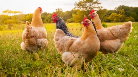VINOVO - Tornano a colpire i ladri di galline nei pollai dei campi di periferia