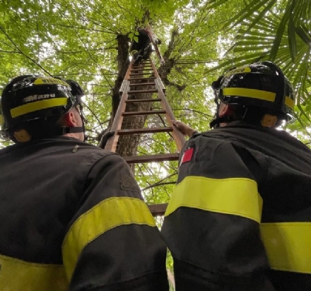 MONCALIERI - I vigili del fuoco chiamati per salvare un gattino bloccato su un albero