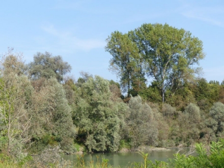 AMBIENTE - Nuove porzioni della Foresta condivisa del Po piemontese a Carmagnola e Carignano