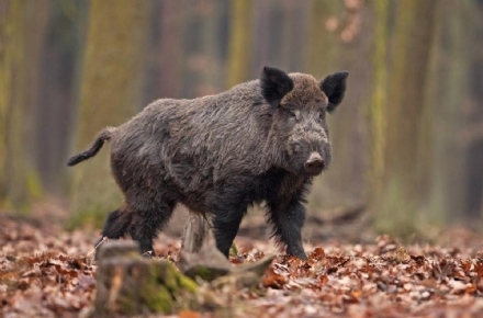 MONCALIERI - Ennesimo cinghiale investito e ucciso, i pericoli non calano