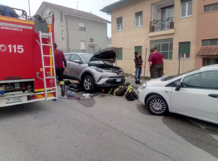 CARMAGNOLA - Vigili del fuoco salvano gattino dal motore di un'auto