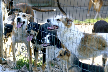 CARMAGNOLA - Nasce il progetto del nuovo canile: ci sarà anche la pensione per cani