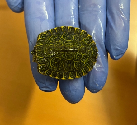 NICHELINO - Nuovo caso di testuggine abbandonata in un'area verde