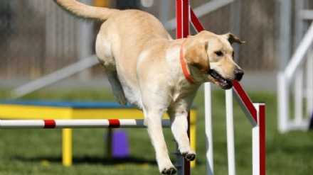 CARMAGNOLA - Torna &quot;Atuttacoda&quot;; l'evento pensato per gli animali