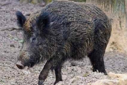 MONCALIERI - Un cinghiale la rincorre e si salva trovando un passaggio di fortuna