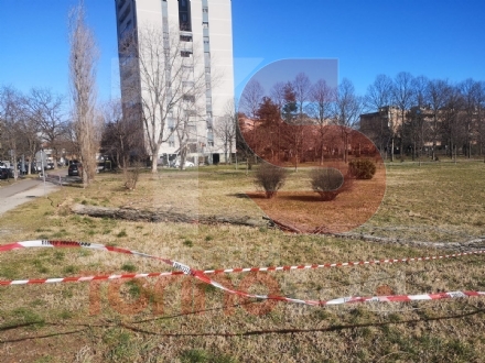 VENTO FORTE - Decine di interventi dei vigili del fuoco: alberi caduti a Nichelino e Beinasco