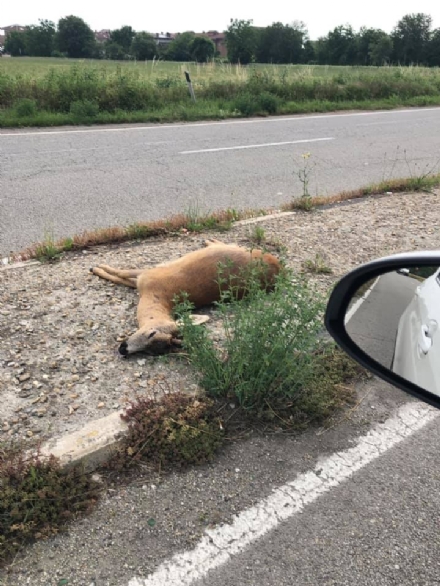 ORBASSANO - Capriolo investito e ucciso lungo la circonvallazione esterna