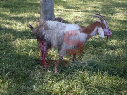 VINOVO - Pitbull impazzito fa strage di pecore in un agriturismo: era scappato al controllo dei padroni