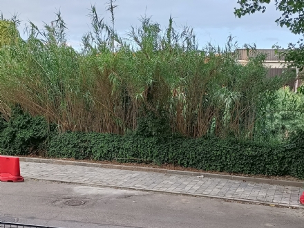 MONCALIERI - Protestano residenti di Borgo San Pietro per erba alta e vegetazione eccessiva sul Sangone