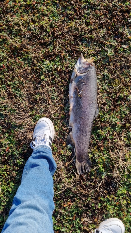 RIVALTA - Curioso ritrovamento nel parco di via Mellano: due trote nell'erba