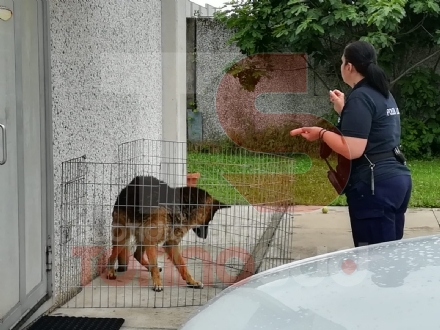 NICHELINO - Il cane scappa e si rifugia nel cortile di un'azienda, tenendo in 'ostaggio' i dipendenti