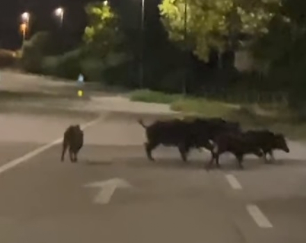 NICHELINO - L'allarme cinghiali in via Cacciatori, a pochi metri dall'ingresso in tangenziale