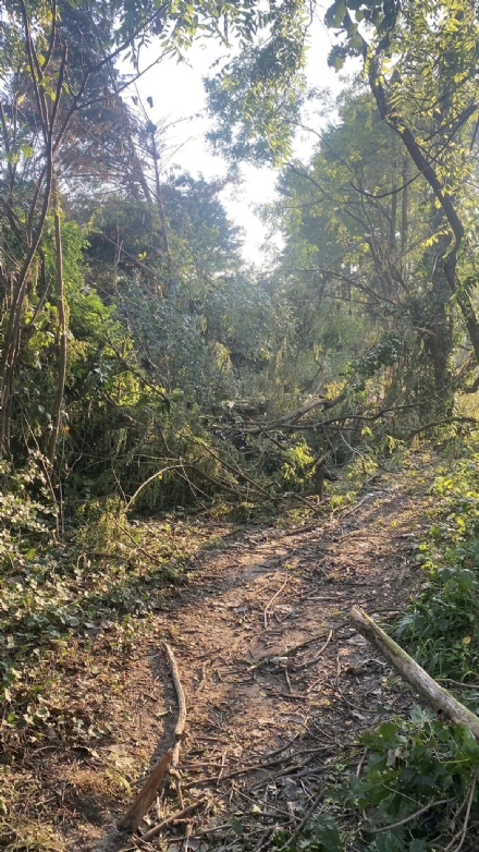 MONCALIERI - Decine di alberi caduti o spezzati al parco delle Vallere, alcuni percorsi interrotti