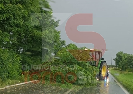 MALTEMPO - Alberi caduti e allagamenti in cintura sud