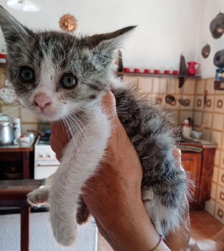 NICHELINO - Gattino imprigionato nel motore di una macchina: salvato