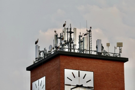 VINOVO - Uno stormo di cicogne sorvola per ore la cittadina e poi decide di sostare sulla torre dell'orologio