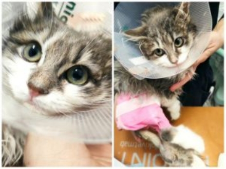 MONCALIERI - Il gattile chiede aiuto per curare Lulù: gattina trovata investita
