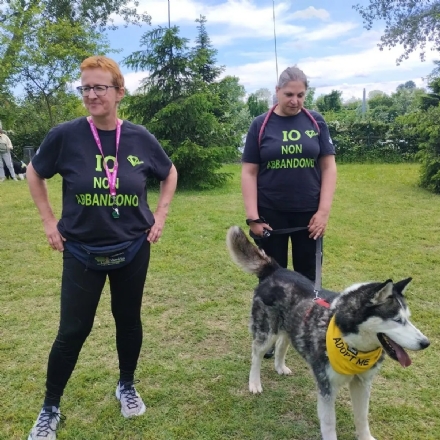 MONCALIERI - Anche i cani e gatti del rifugio Albero di Mais festeggiano il Natale
