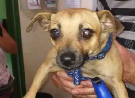 NICHELINO - Cagnolino terrorizzato salvato dagli agenti della polizia municipale