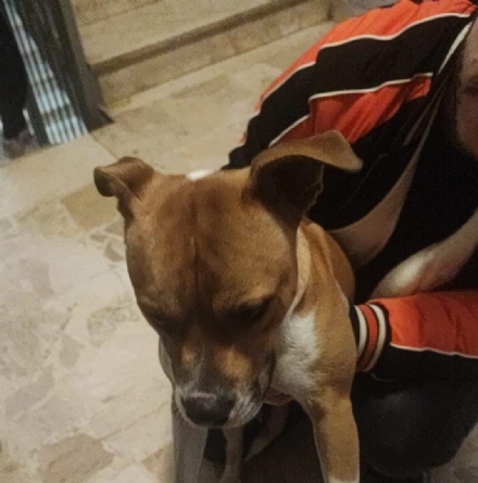 BOTTI DI CAPODANNO - Almeno cinque cani trovati in strada, fuggiti per la paura dei petardi
