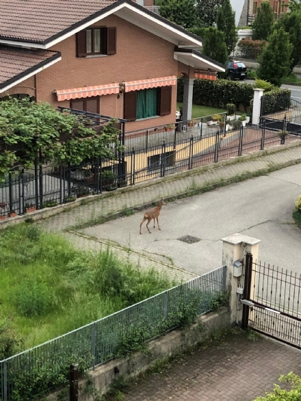 BRUINO - Il cerbiatto che vaga per le strade del paese: 'Fate attenzione, probabilmente si è perso'
