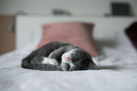 Assicurazione per i gatti: cosa c'è da sapere e quando attivarla