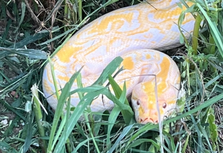 VINOVO - Trovato un pitone reticolato albino lungo tre metri e mezzo, pesante 16 chili - FOTO