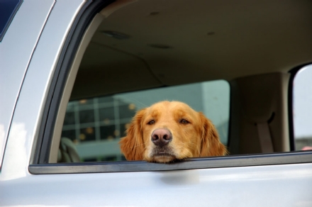 MONCALIERI - Lascia il cane chiuso in auto in strada Del Cervo: arrivano i carabinieri
