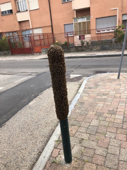 MONCALIERI - Il palo sul marciapiede si trasforma in un maxi alveare