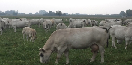 CARMAGNOLA - Sospensione delle aste dei bovini di razza piemontese nei mesi di luglio e agosto