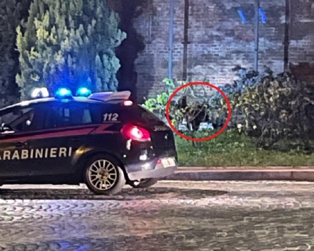 MONCALIERI - Abbattuto cinghiale in pieno centro storico: girava in piazza Baden Baden