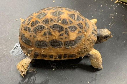 NICHELINO - Trovata una rara tartaruga aracnoide a rischio di estinzione abbandonata in un parco pubblico