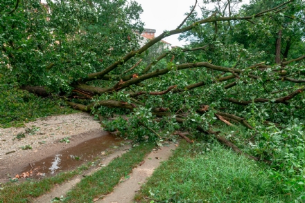 CINTURA - Si contano ancora i danni della tempesta di acqua e vento: Nichelino la città più colpita