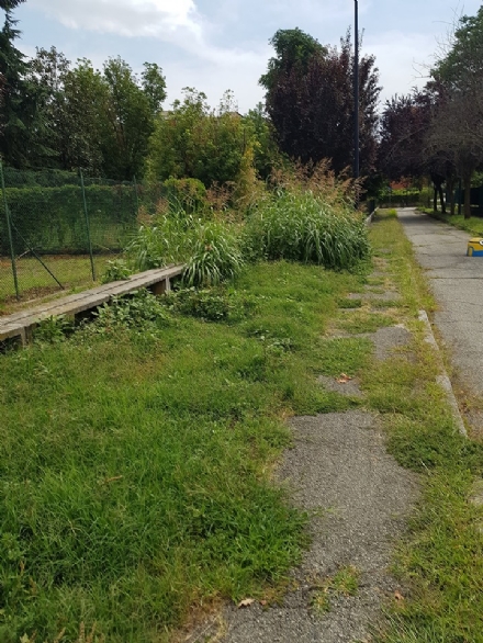BEINASCO - L'erba alta si mangia i marciapiedi a Borgo Melano