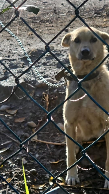 NICHELINO - Il Comune approva il regolamento che vieta di detenere cani legati con la catena