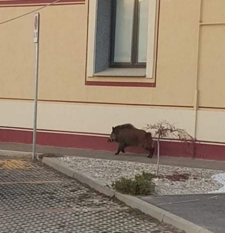 BRUINO - Cinghiale passeggia tranquillamente vicino Cascina Lora
