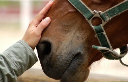 VINOVO - Cavallo scappa dal maneggio e va sulla provinciale: intervengono i carabinieri
