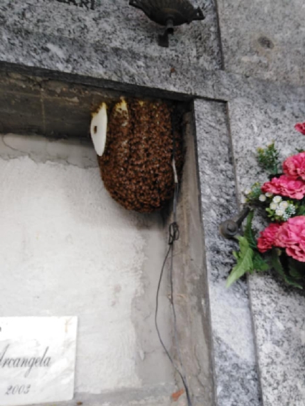 RIVALTA - Le api fanno l'alveare al cimitero e qualcuno tenta di incendiarlo