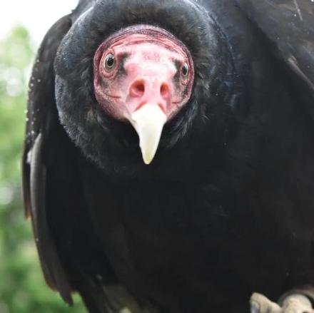 MONCALIERI - Si cerca disperatamente un avvoltoio dal collo rosso scappato dai padroni a Revigliasco
