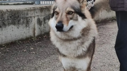 PIOSSASCO - Il cane ha una displasia bilaterale ma il padrone non può permettersi l'operazione