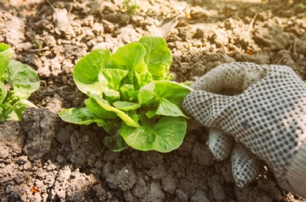 CARMAGNOLA - Gli agricoltori amatoriali potranno ritornare a coltivare i loro orti