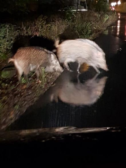 BRUINO - Cinghiali avvistati nella zona di via Villarbasse: allerta per le auto