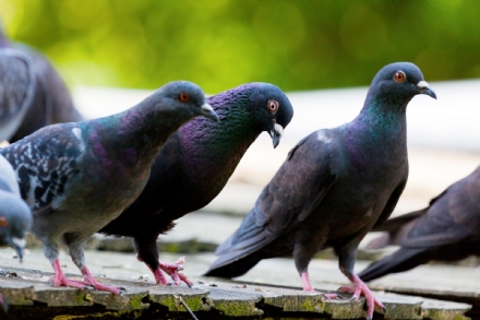 CITTA' METROPOLITANA - Le associazioni animalisti ricorrono al tar sul piano di abbattimento dei colombi