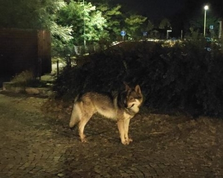 RIVALTA - Il caso del lupo cecoslovacco che continua a gironzolare in città