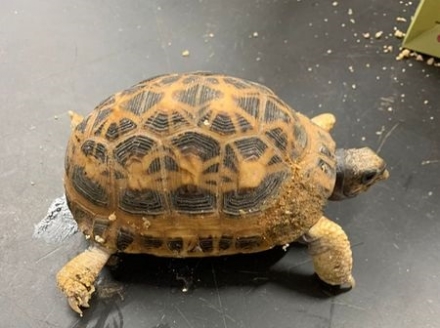 NICHELINO - Trovata una tartaruga in via d'estinzione nel giardino San Quirico