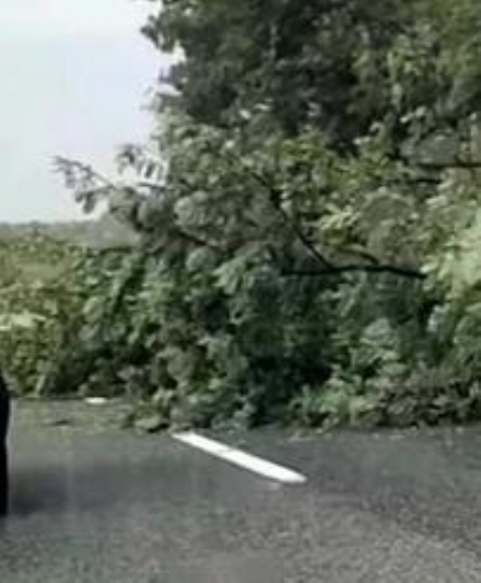 CARMAGNOLA - Il maltempo di ieri sradica una pianta che crolla in autostrada