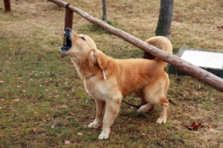 VINOVO - Cercano di rubargli il cane mentre passeggia in via Cottolengo
