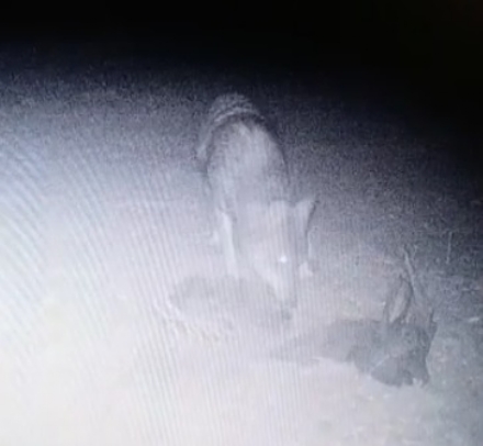 CARMAGNOLA - Una squadra di intervento per prevenire attacchi da lupo agli animali al pascolo