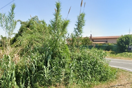 NICHELINO - Il Comune ordina il taglio urgente di vegetazione su via Buffa: visibilità zero per le auto