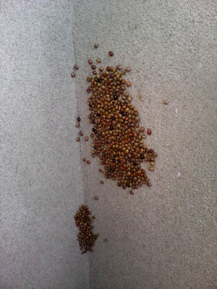 PANCALIERI - Misteriosa invasione di coccinelle in paese